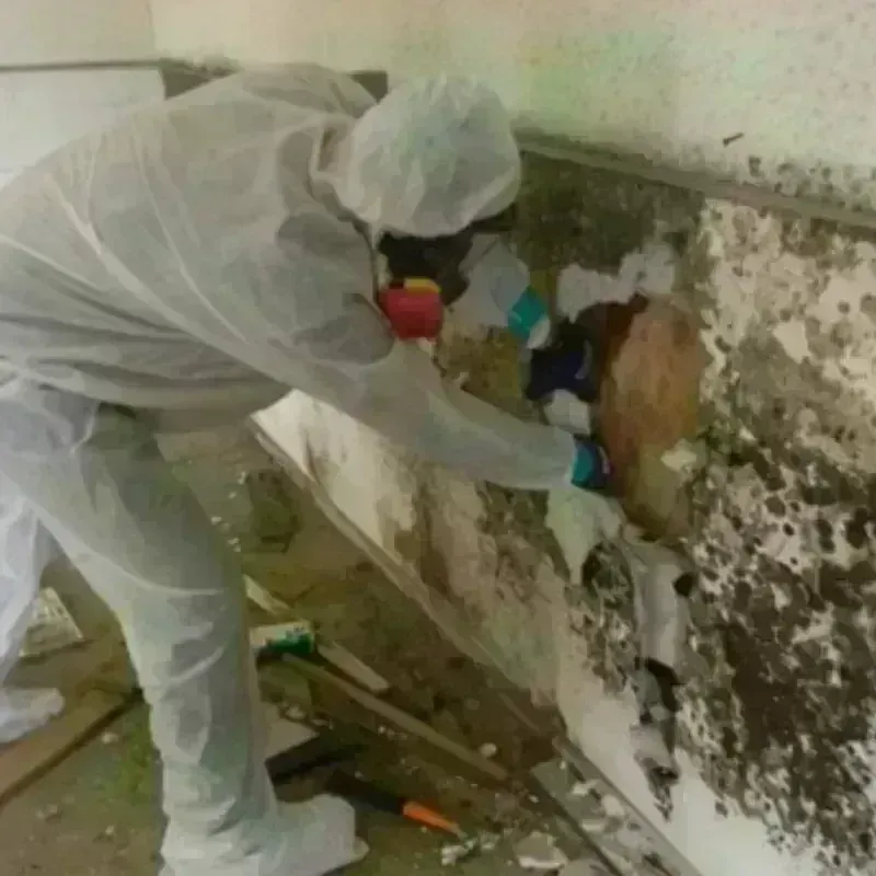 Mold Remediation and Removal in Middleburg, FL